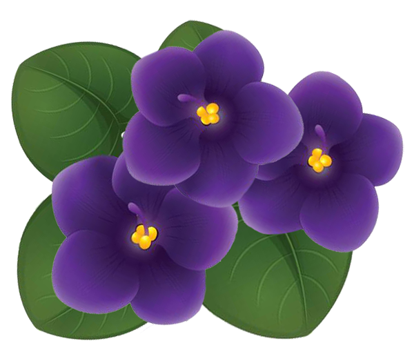 Violets