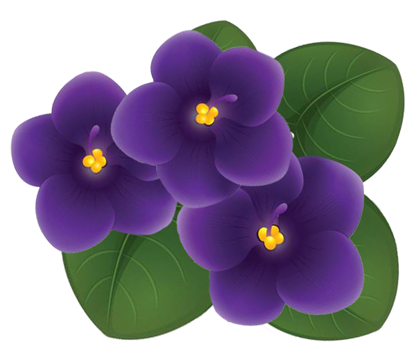 Violets